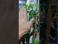 Non-contact AI Temperature Measurement Device T9